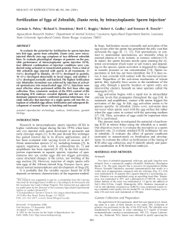 Fertilization of Eggs of Zebrafish, Danio rerio, by Intracytoplasmic