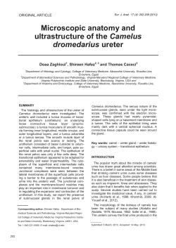 Microscopic anatomy and ultrastructure of the Camelus dromedarius