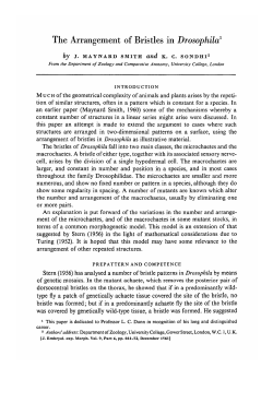 The Arrangement of Bristles in Drosophila