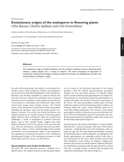 Evolutionary origins of the endosperm in flowering plants