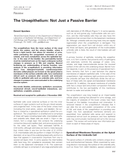 The Uroepithelium: Not Just a Passive Barrier