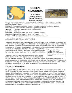 GREEN ANACONDA