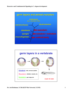 germ layers in a vertebrate