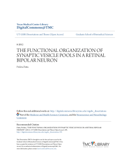 the functional organization of synaptic vesicle pools in a retinal