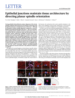 Epithelial junctions maintain tissue architecture by directing planar