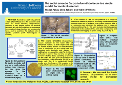 The social amoeba Dictyostelium discoideum is a
