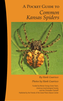 Common Kansas Spiders - Great Plains Nature Center
