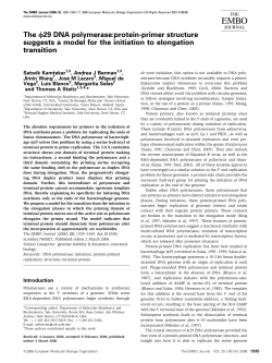 The 29 DNA polymerase:proteinprimer structure suggests a model