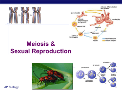 Meiosis - Denton ISD