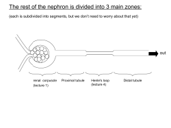 The rest of the nephron is divided into 3 main zones:
