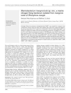 Marinobacterium mangrovicola sp. nov., a marine nitrogen