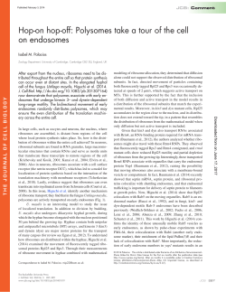 Hop-on hop-off: Polysomes take a tour of the cell on endosomes