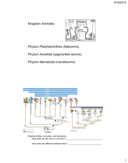 Phylum Platyhelminthes (flatworms