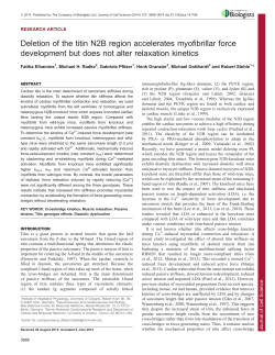 Deletion of the titin N2B region accelerates myofibrillar force