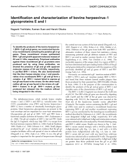 Identification and characterization of bovine herpesvirus