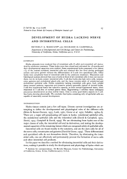 development of hydra lacking nerve and interstitial cells