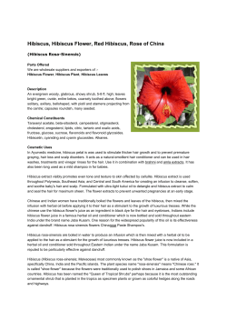 Hibiscus, Hibiscus Flower, Red Hibiscus, Rose of China