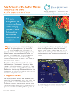 Gag Grouper of the Gulf of Mexico: Restoring