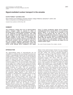Nuclear transport in the amoeba