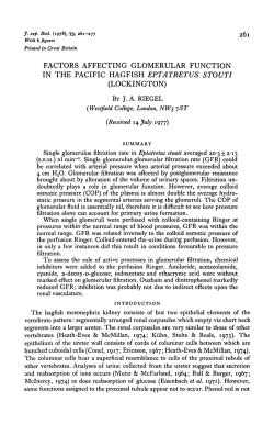 factors affecting glomerular function in the pacific hagfish eptatretus