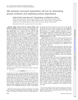 Akt promotes increased mammalian cell size