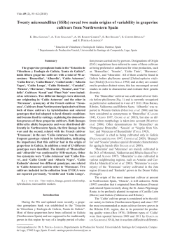 Twenty microsatellites (SSRs) reveal two main origins of - Vitis-vea