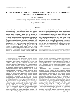 size-dependent neural integration between genetically different