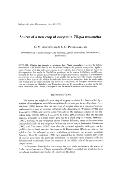 Source of a new crop of oocytes in Tilapia