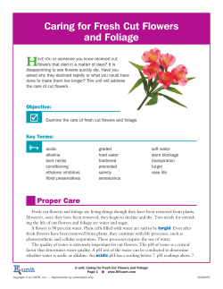 Caring for Fresh Cut Flowers and Foliage
