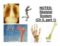 NOTES: Skeletal System (Ch 5, part 1)