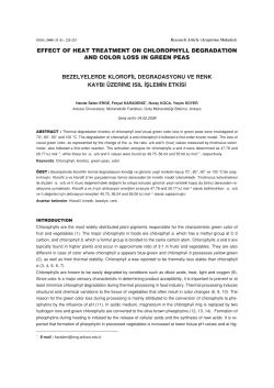 EFFECT OF HEAT TREATMENT ON CHLOROPHYLL
