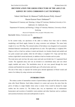 IDENTIFICATION THE GROSS STRUCTURE OF THE ADULT OX