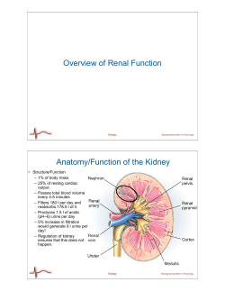 Overview of Renal Function Anatomy/Function of the Kidney