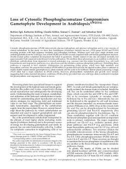 Loss of Cytosolic Phosphoglucomutase Compromises Gametophyte