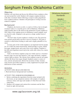 Sorghum Feeds Oklahoma Cattle