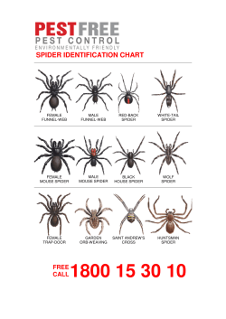 Spider Id Chart