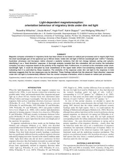orientation behaviour of migratory birds under dim red light