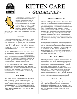 Kitten Care Guidelines - Valley Veterinary Hospital