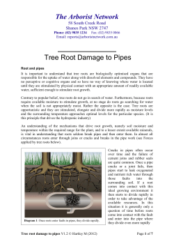 The Arborist Network Tree Root Damage to Pipes