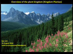 Kingdom Plantae slides