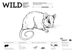 Mountain Pygmy Possum Burramys parvus