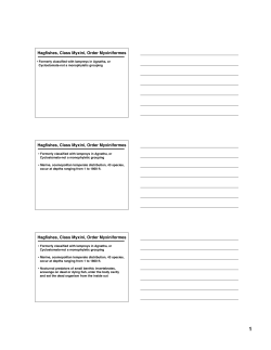 Hagfishes, Class Myxini, Order Myxiniformes Hagfishes, Class