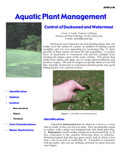 Control of Duckweed and Watermeal