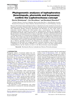 Phylogenomic analyses of lophophorates