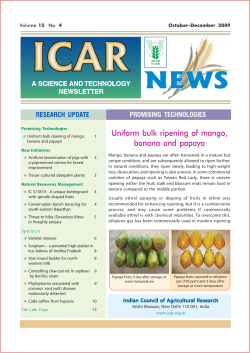 Uniform bulk ripening of mango, banana and papaya