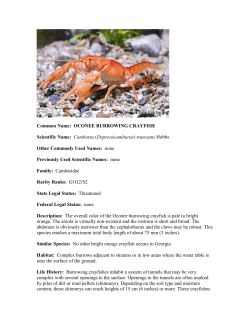 Cambarus truncatus - Wildlife Resources Division