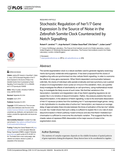 Stochastic Regulation of her1/7 Gene Expression Is the