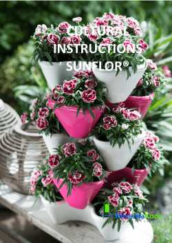 Sunflor - HilverdaKooij