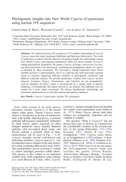 Phylogenetic insights into New World Cyperus