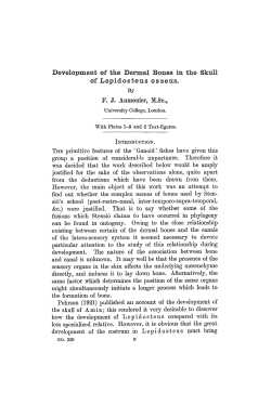 Development of the Dermal Bones in the Skull of Lepidosteus
